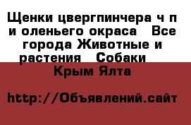 Щенки цвергпинчера ч/п и оленьего окраса - Все города Животные и растения » Собаки   . Крым,Ялта